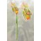 Fée des Orchidées de la collection fée des fleurs de Sheila Wolk