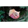 Chat féerique ailé "Harmony" de la collection Fairy Tails