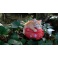 Chat féerique ailé "Harmony" de la collection Fairy Tails