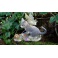 Chat féerique ailé 'Shadow" de la collection Fairy Tails