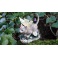 Chat féerique ailé "Annabelle" de la collection Fairy Tails