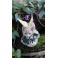 Chat féerique ailé "Annabelle" de la collection Fairy Tails