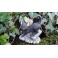 Chat féerique ailé "Midnight" de la collection Fairy Tails